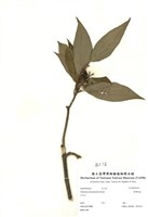 藏品(臺灣莢蒾)的圖片